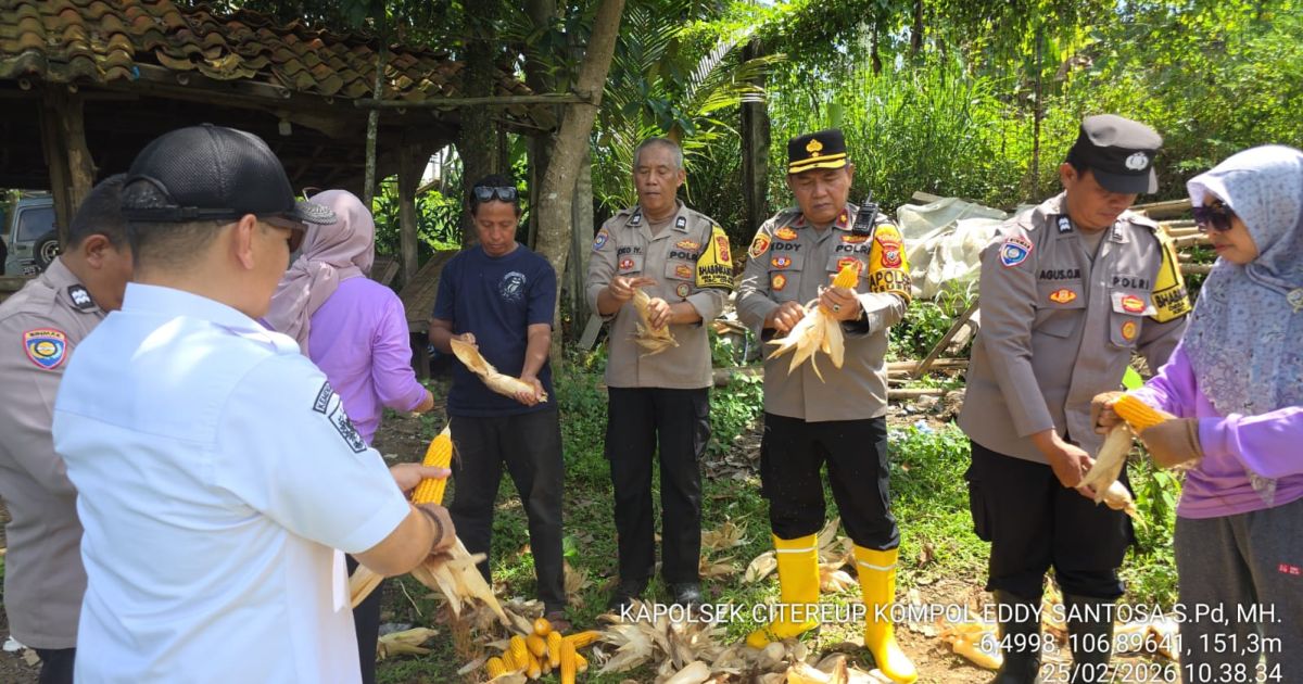 Sukseskan Program Ketahanan Pangan, Kapolsek Citeureup Pimpin Panen Raya Jagung Hibrida di Desa Tarikolot dan Hambalang