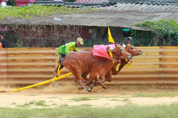 Inilah Daftar 6 Jawara Karapan Sapi Sumenep yang Tembus Piala Presiden 2025