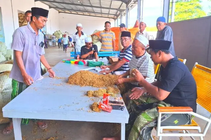 PR Bahagia Milik Bos HM Incar 700 Ton Tembakau 2025, Komitmen Beli Tanpa Sampel Jadi Momentum Ekonomi petani Sumenep